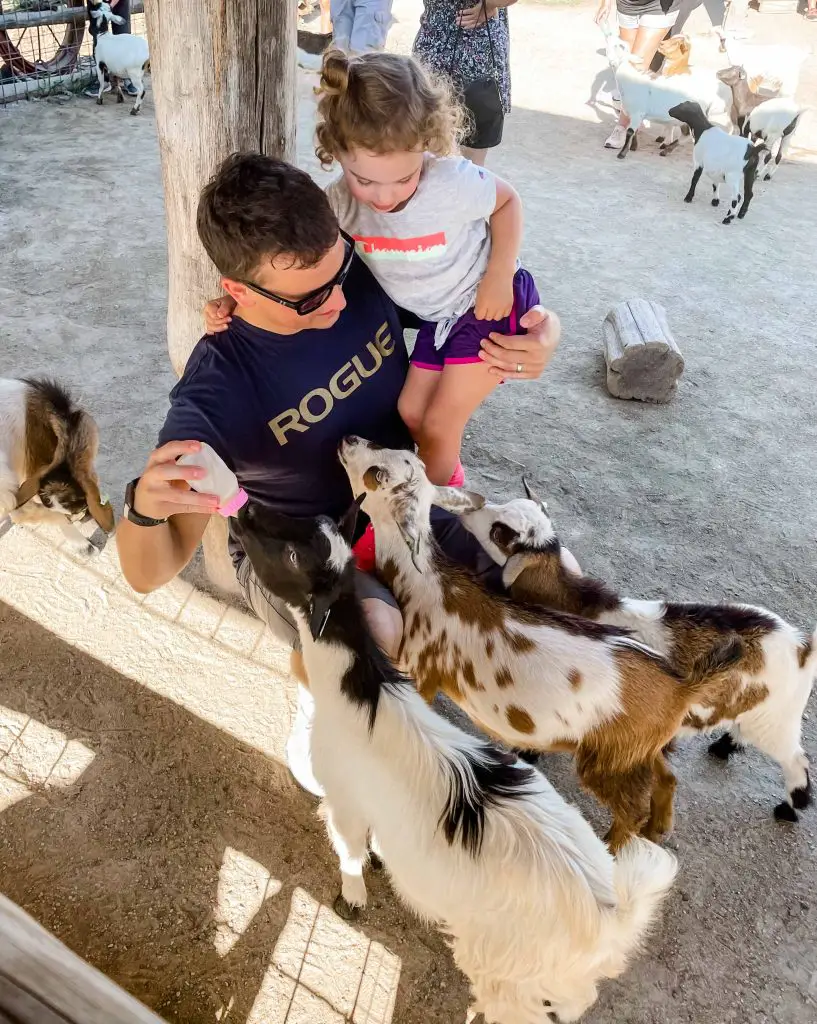 deanna rose childrens farmstead bottle feeding goats