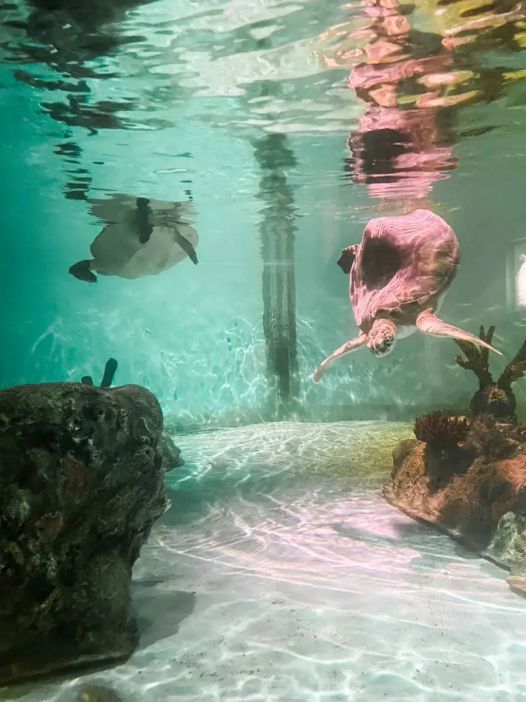 sea life aquarium in kansas city sea turtles swimming