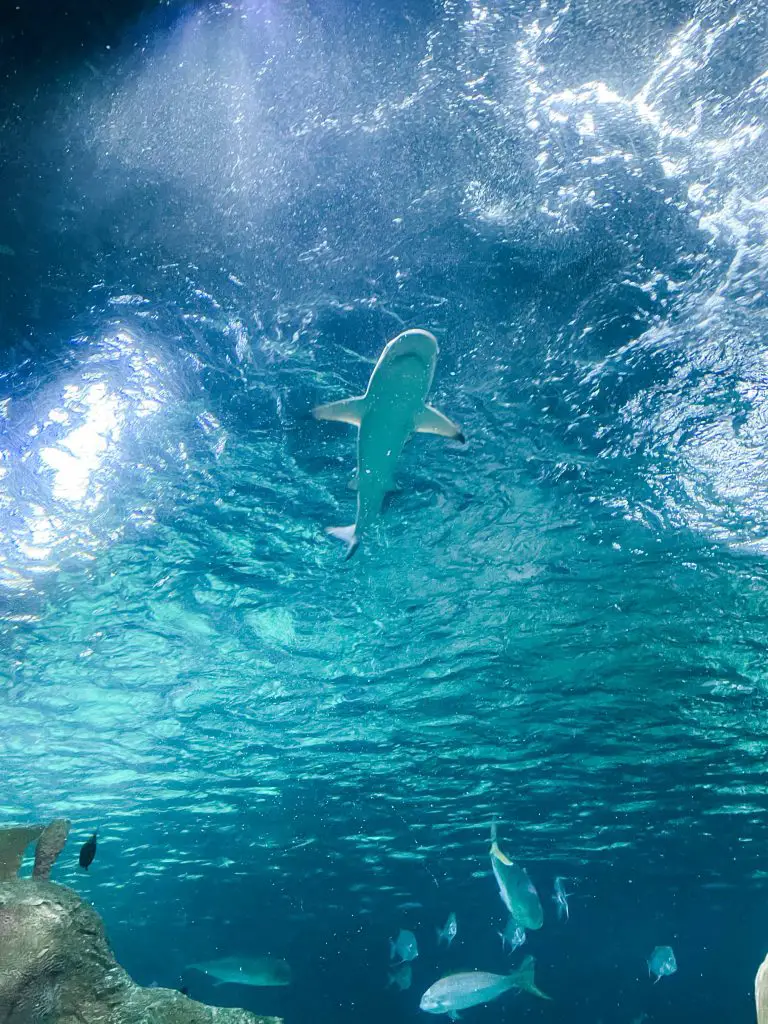 sea life aquarium in kansas city shark swimming