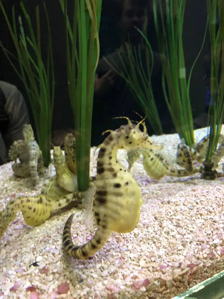 great lakes aquarium duluth minnesota seahorse