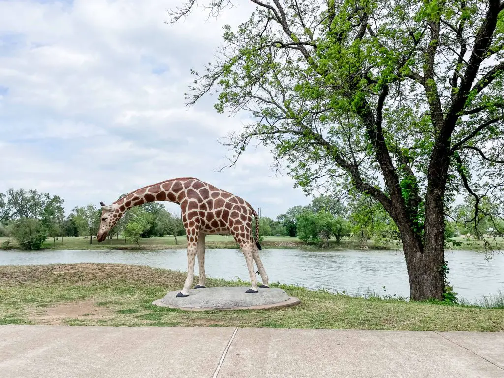 cameron park zoo giraff waco texas things to do