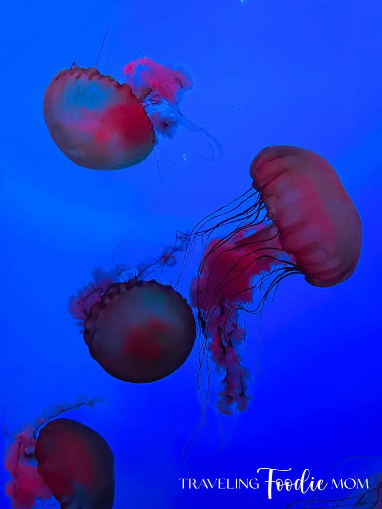 ripleys aquarium gatlinburg tennessee jellyfish