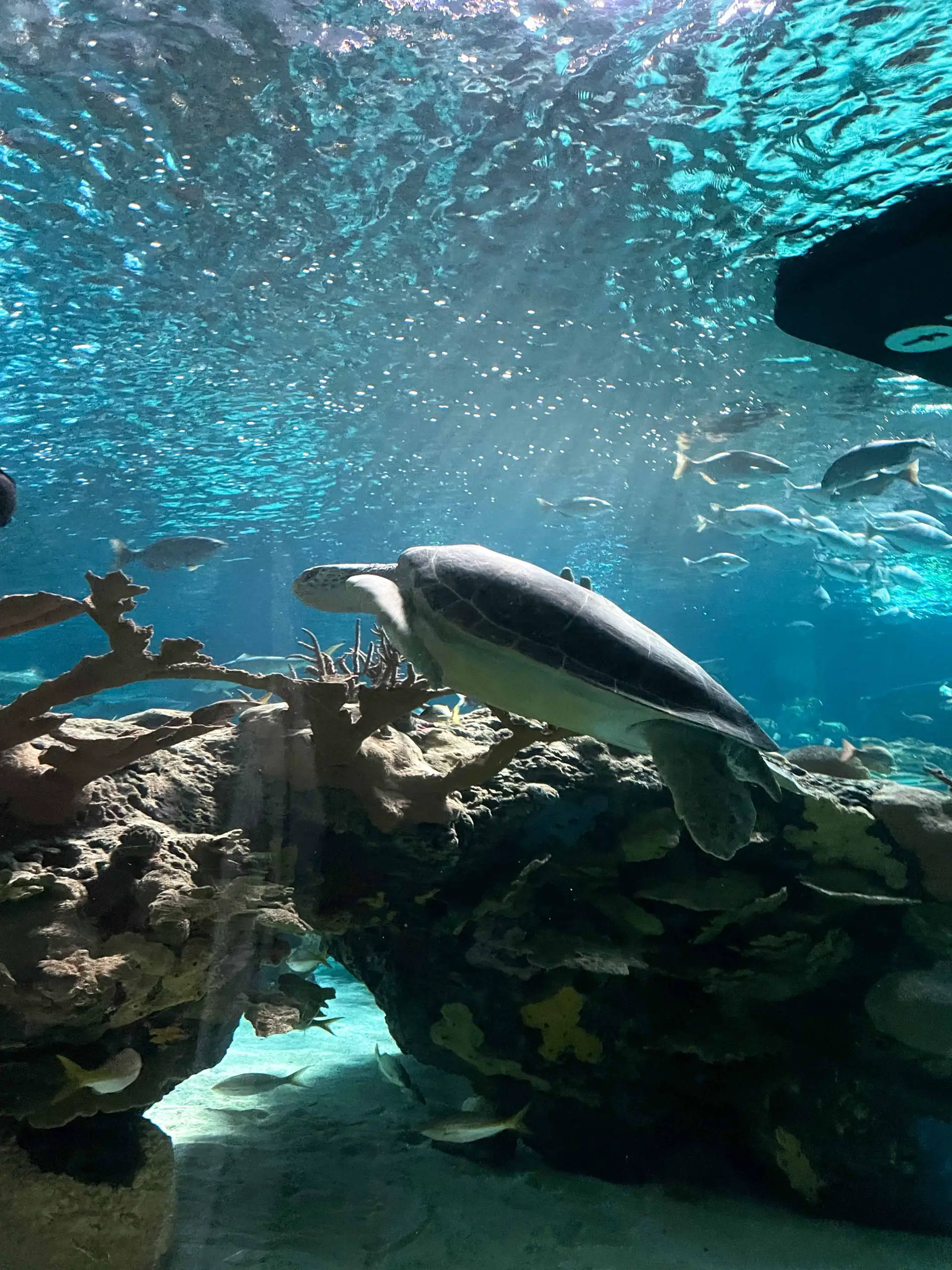 ripleys aquarium gatlinburg tennessee sea turtle